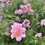 Garden Apartment Flachau
