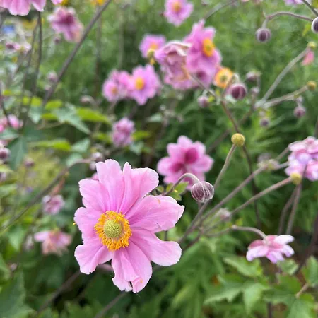 Garden Apartment Flachau