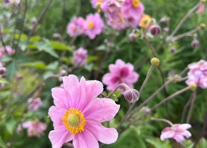 Garden Daire Flachau