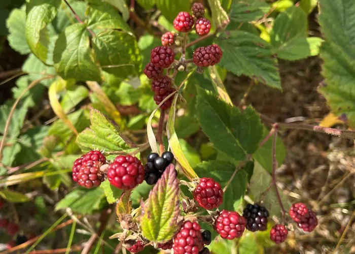 Garden Appartamento *